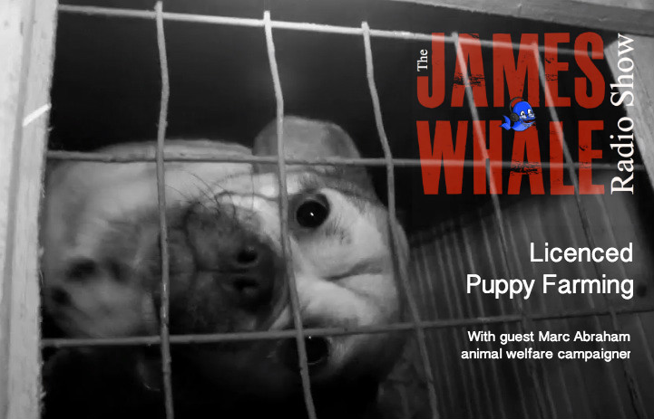 Puppy Farming, James Whale, Marc Abraham, Panorama